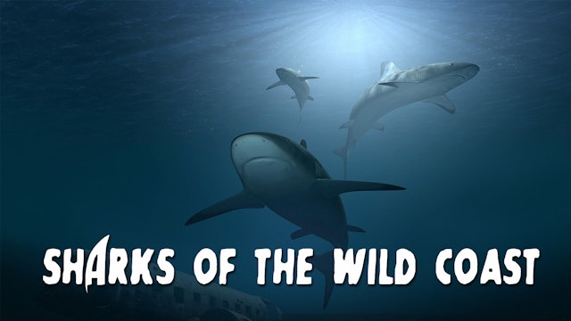 Sharks Of The Wild Coast
