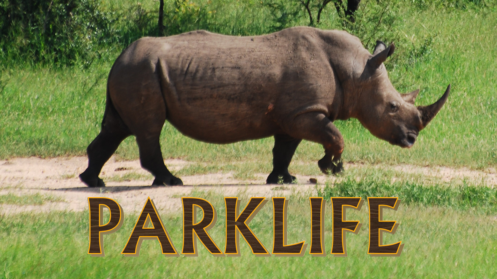 PL07 - Rhinos translocation to Australia