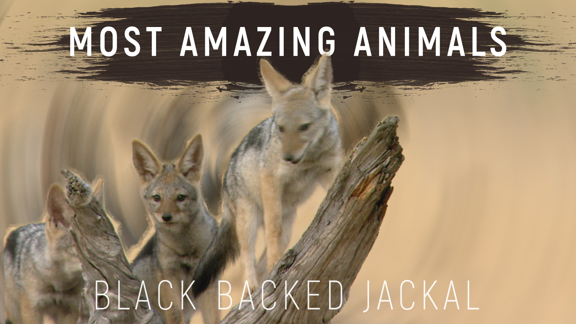 MAA09 - The Black-backed Jackals