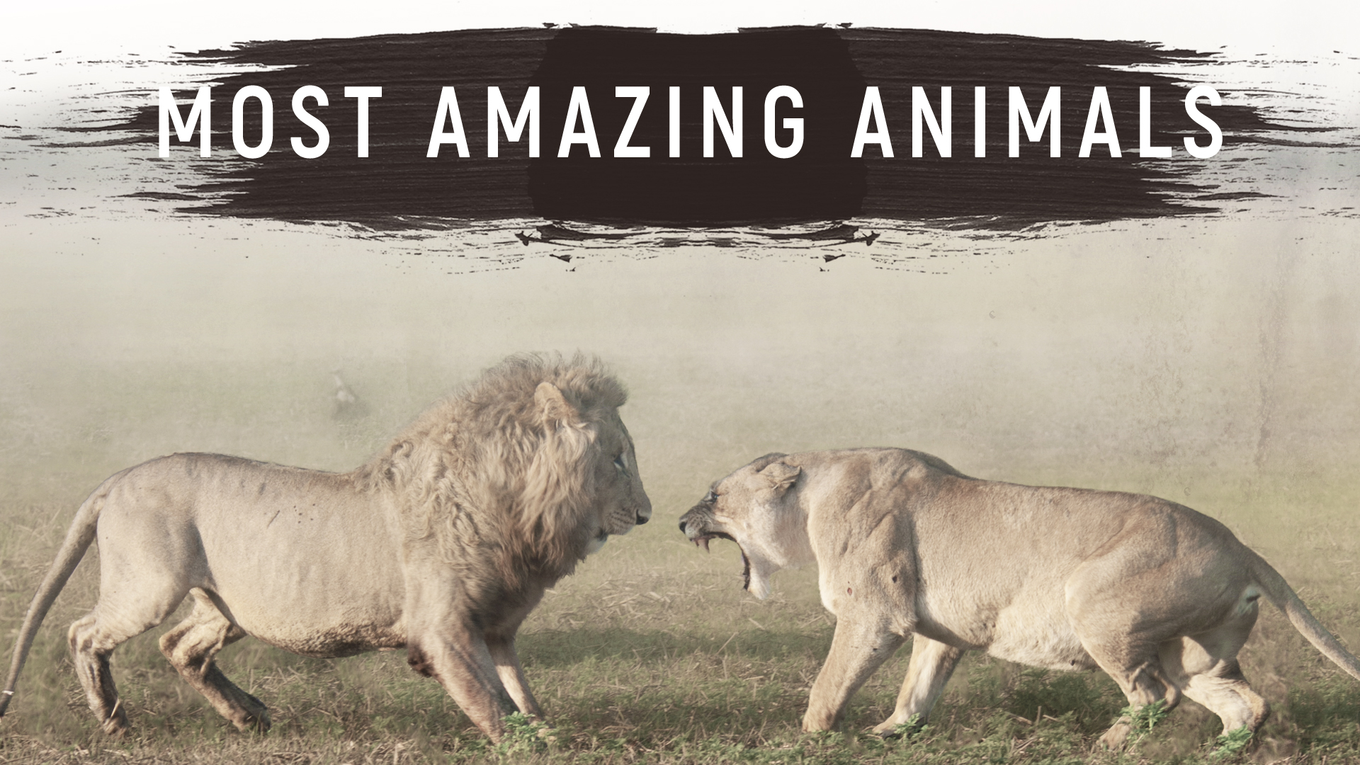 Most Amazing Animals