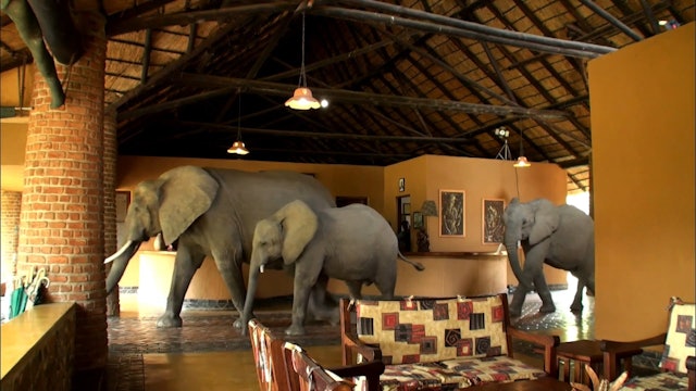 The Elephants that came to Dinner