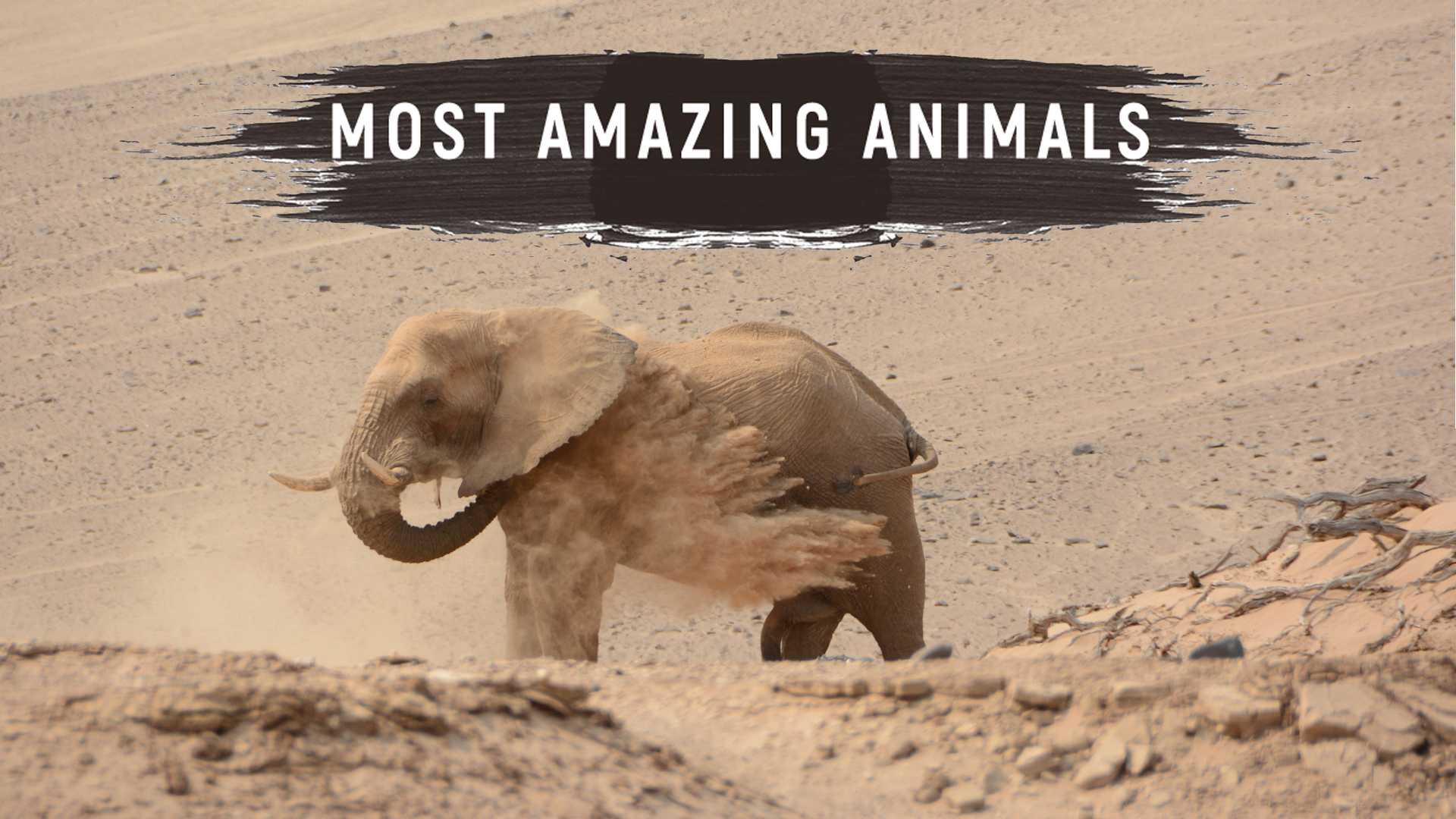 MAA02 - Desert Voyager