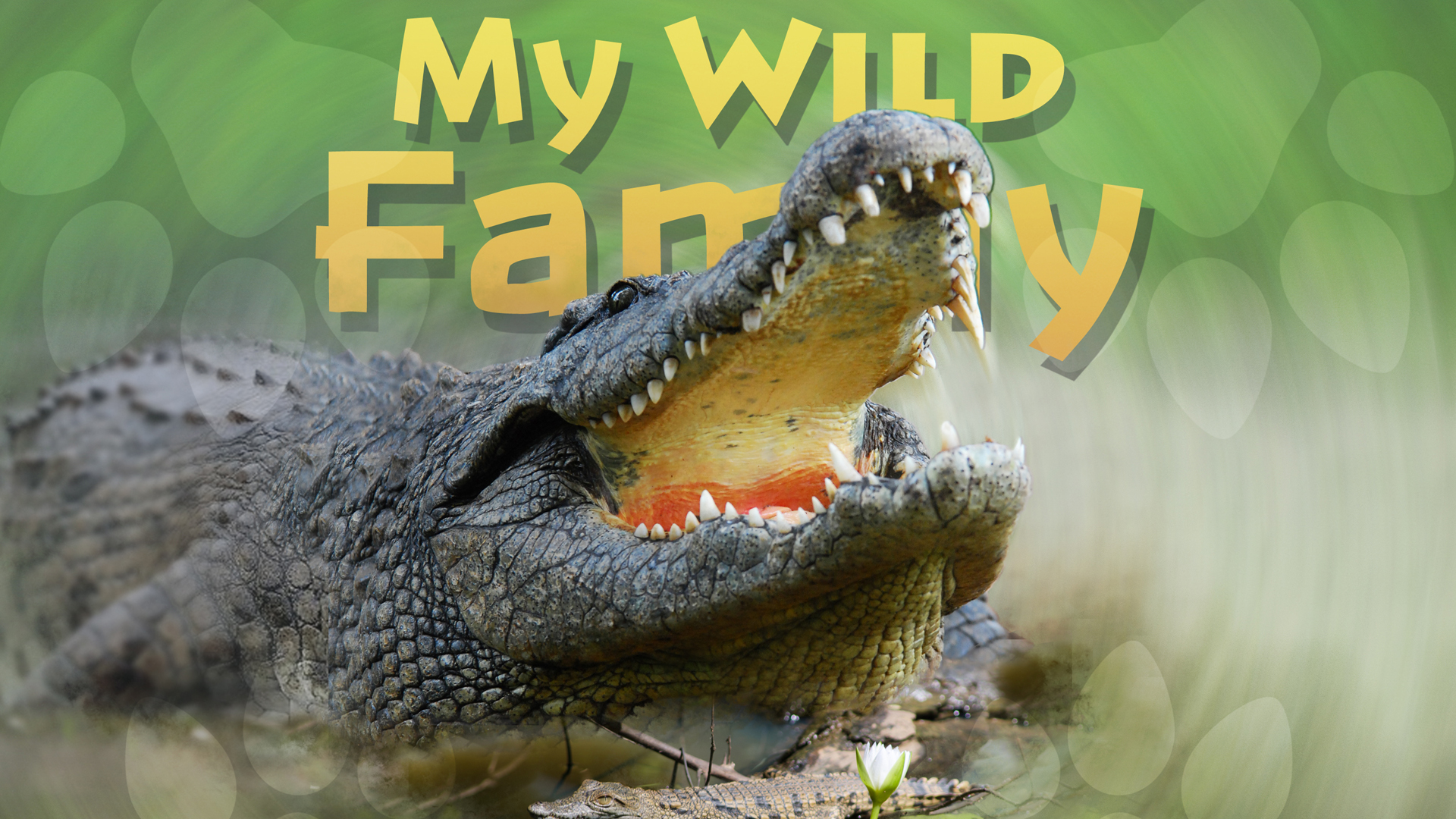 MWF102 - Baby Crocodile