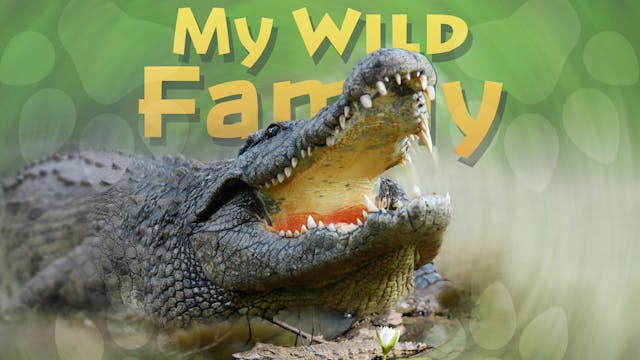 MWF102 - Baby Crocodile