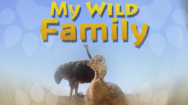MWF204 - Baby Ostrich