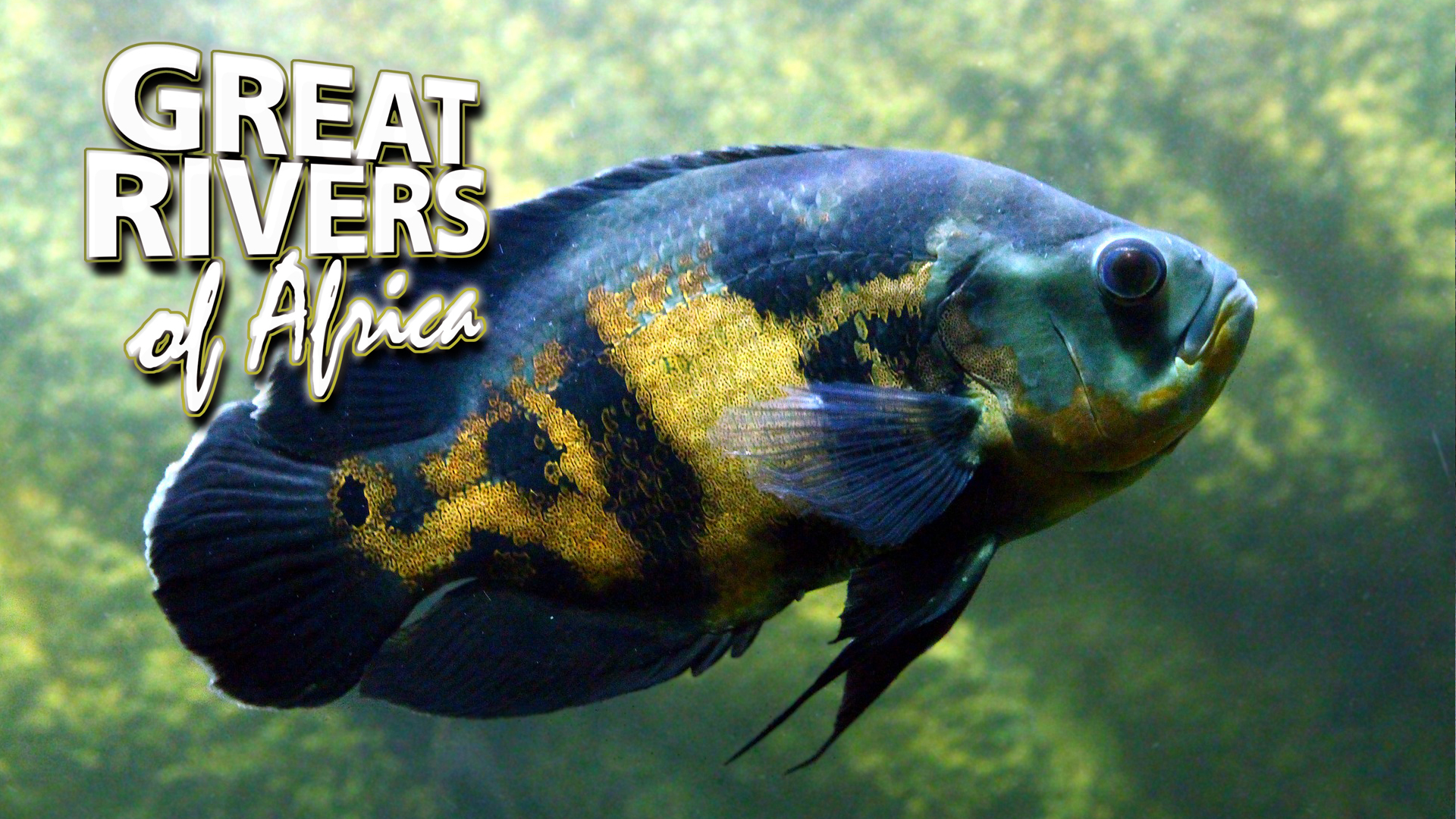 GROA07 - Shire river of fertility