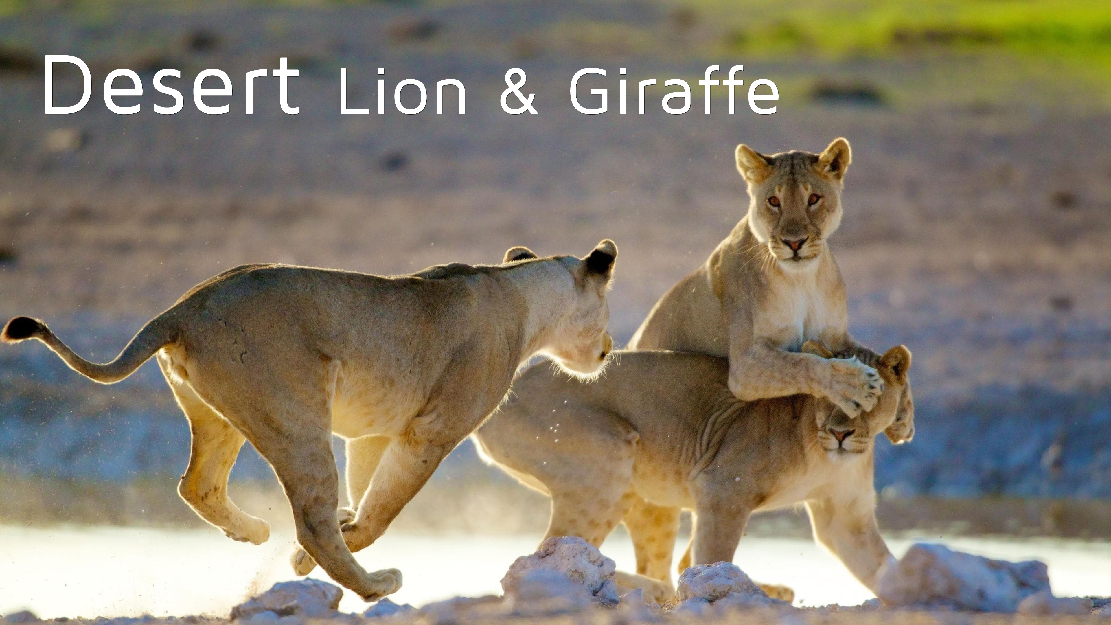 DESERT LION & GIRAFFE