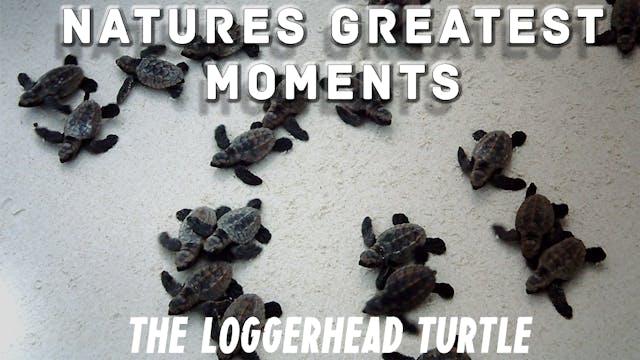 NGM202 - The Loggerhead turtle