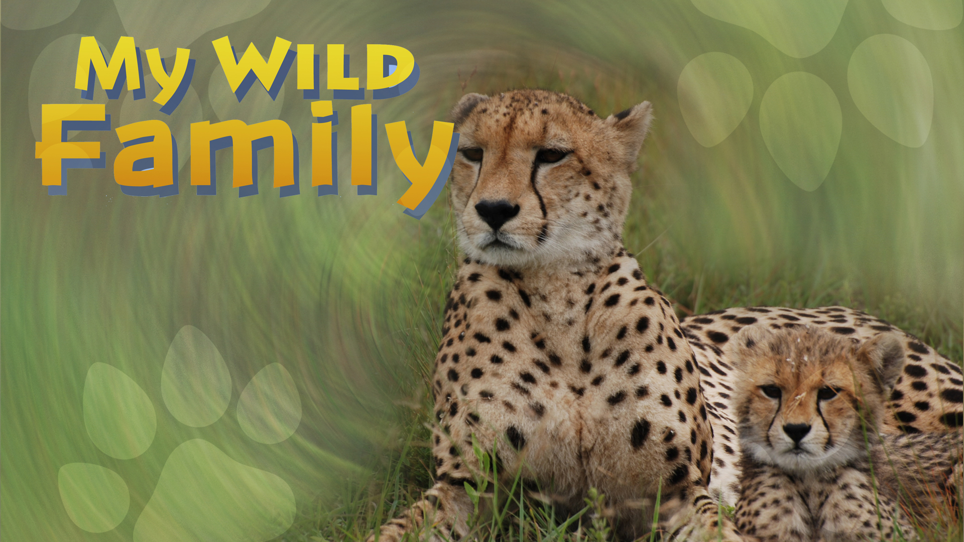 MWF208 - Baby Cheetah