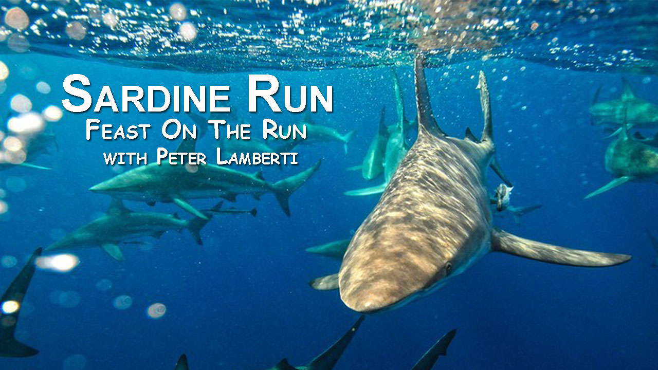 The Greatest Shoal Unearthed II