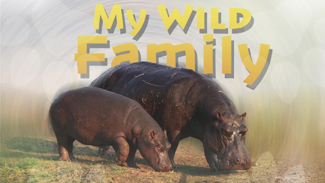 MWF105 - Baby Hippo