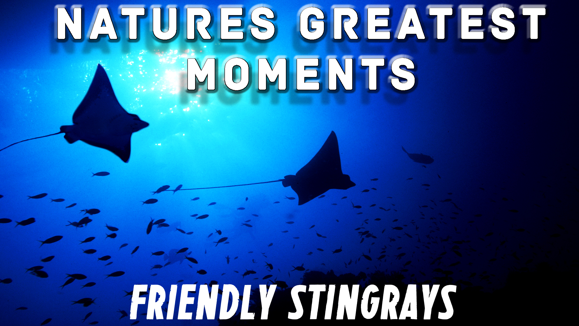 NGM108 - Friendly Stingrays