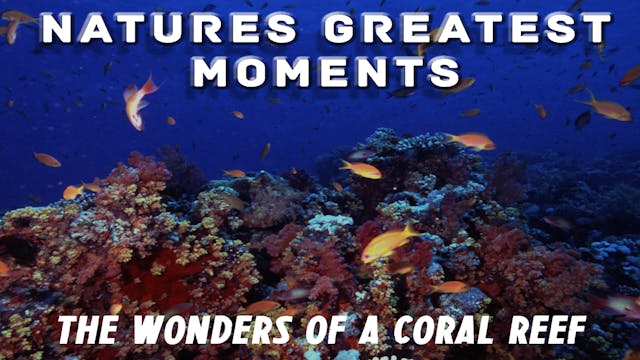 NGM204 - Wonders of the Coral Reef