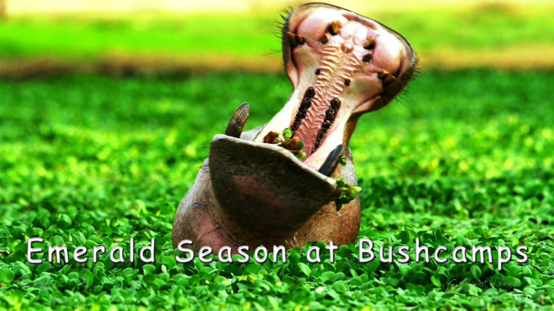 WZ03 - Emerald Season at Bushcamps