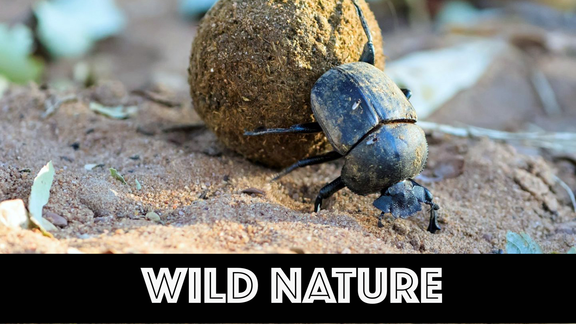 WN07 Dung Beetle Baby Nursery.