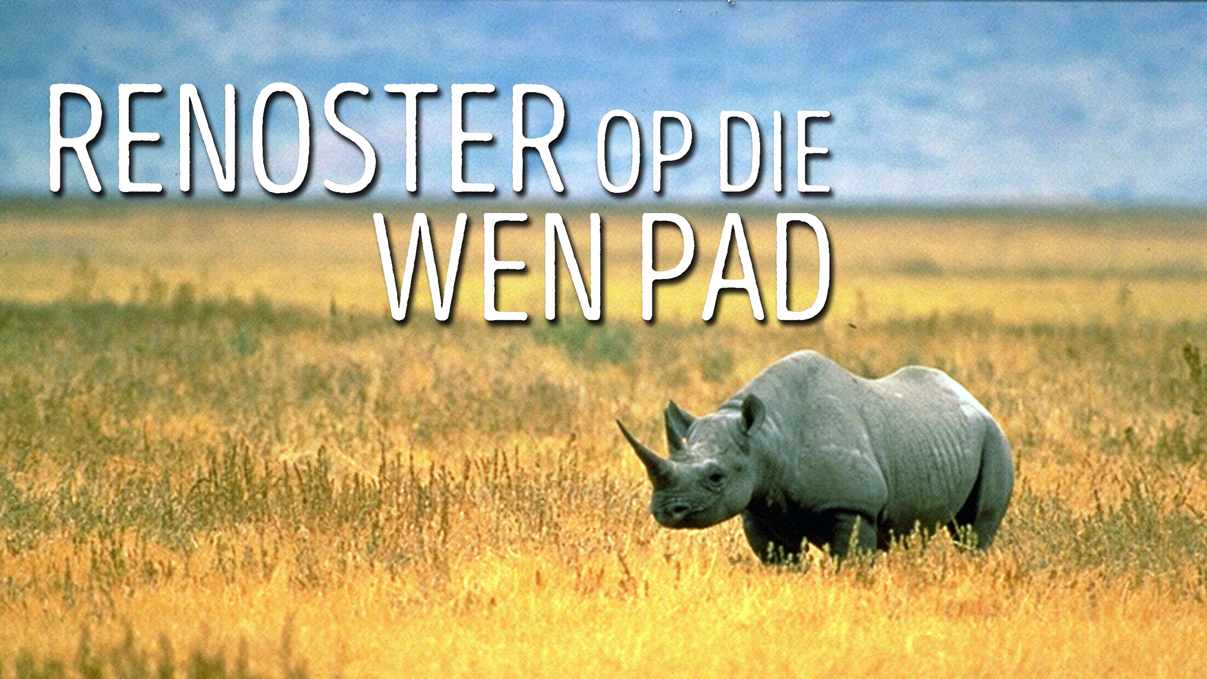 Renosters Op Die Wenpad