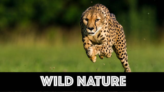 WN06 Cheetah Africa's Fastest Cat