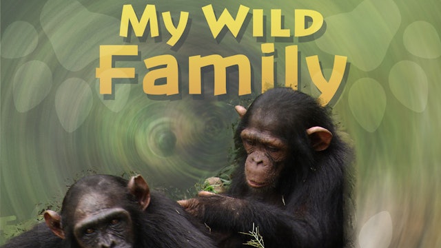 MWF210 - Baby Chimpanzee