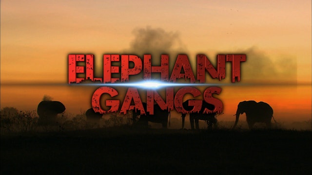 Elephant Gangs