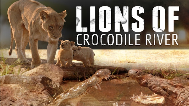Lions of Crocodile River