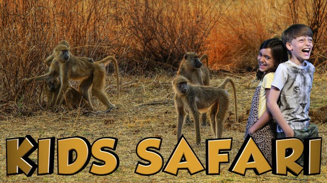 MALA MALA KIDS SAFARI - BABOONS AND B...