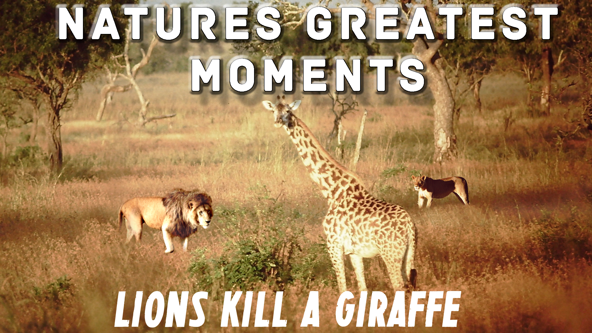 NGM107 - Lions kill a Giraffe