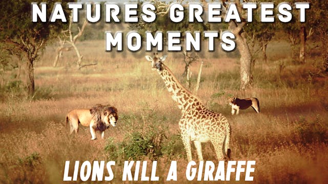 NGM107 - Lions kill a Giraffe