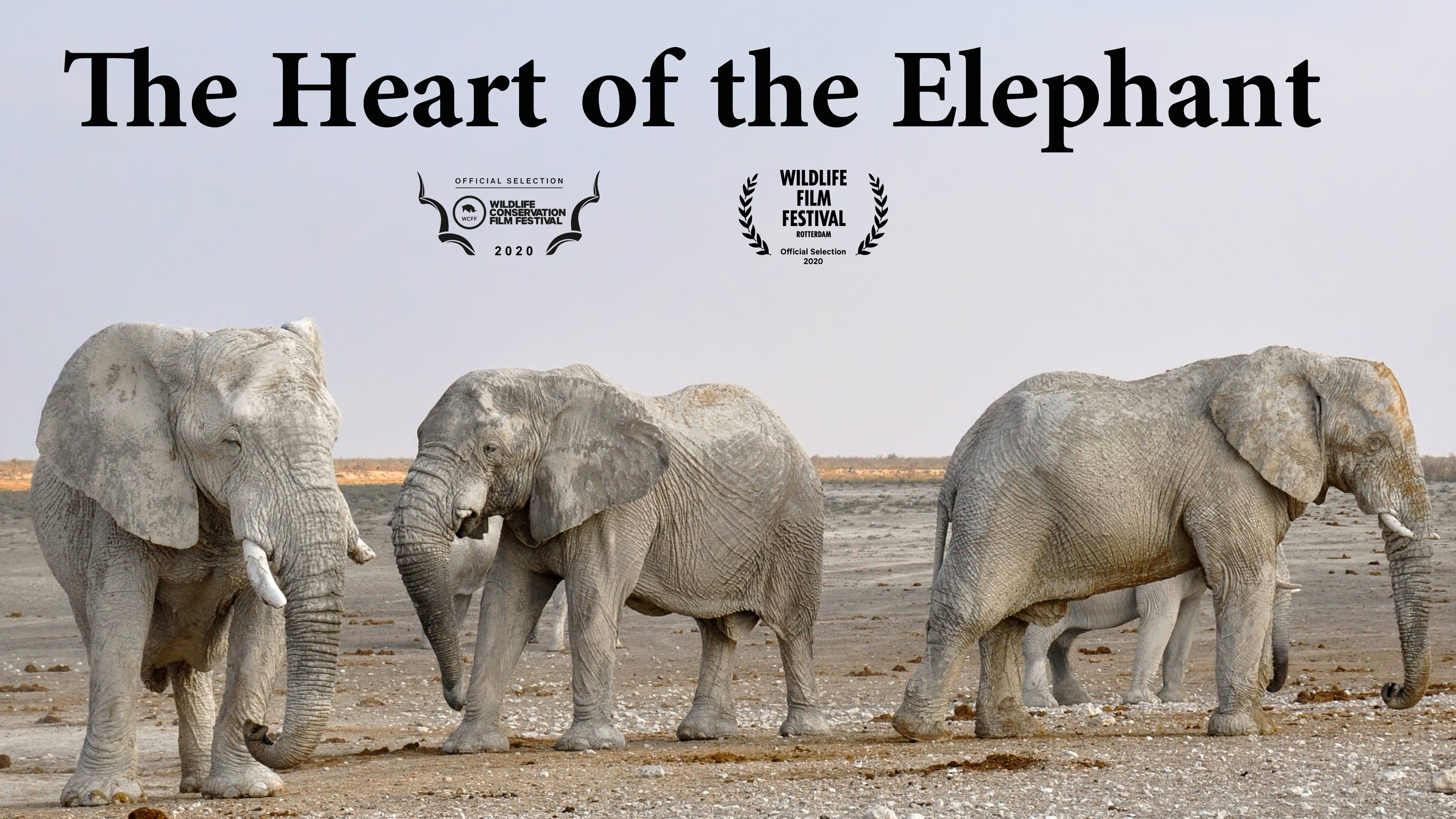 THE HEART OF THE ELEPHANT