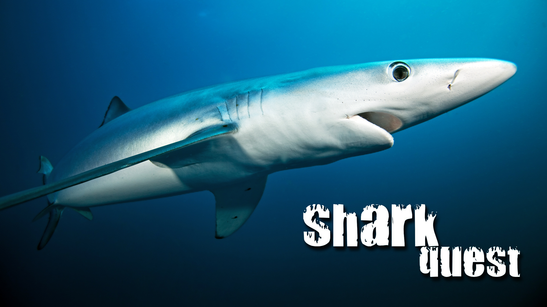 Shark Quest