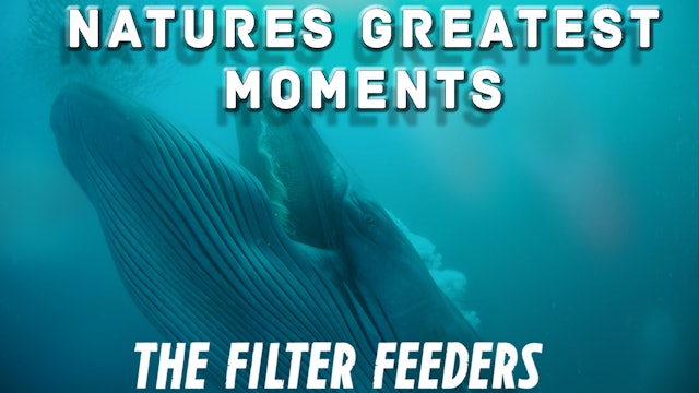 NGM106 - The Filter feeders