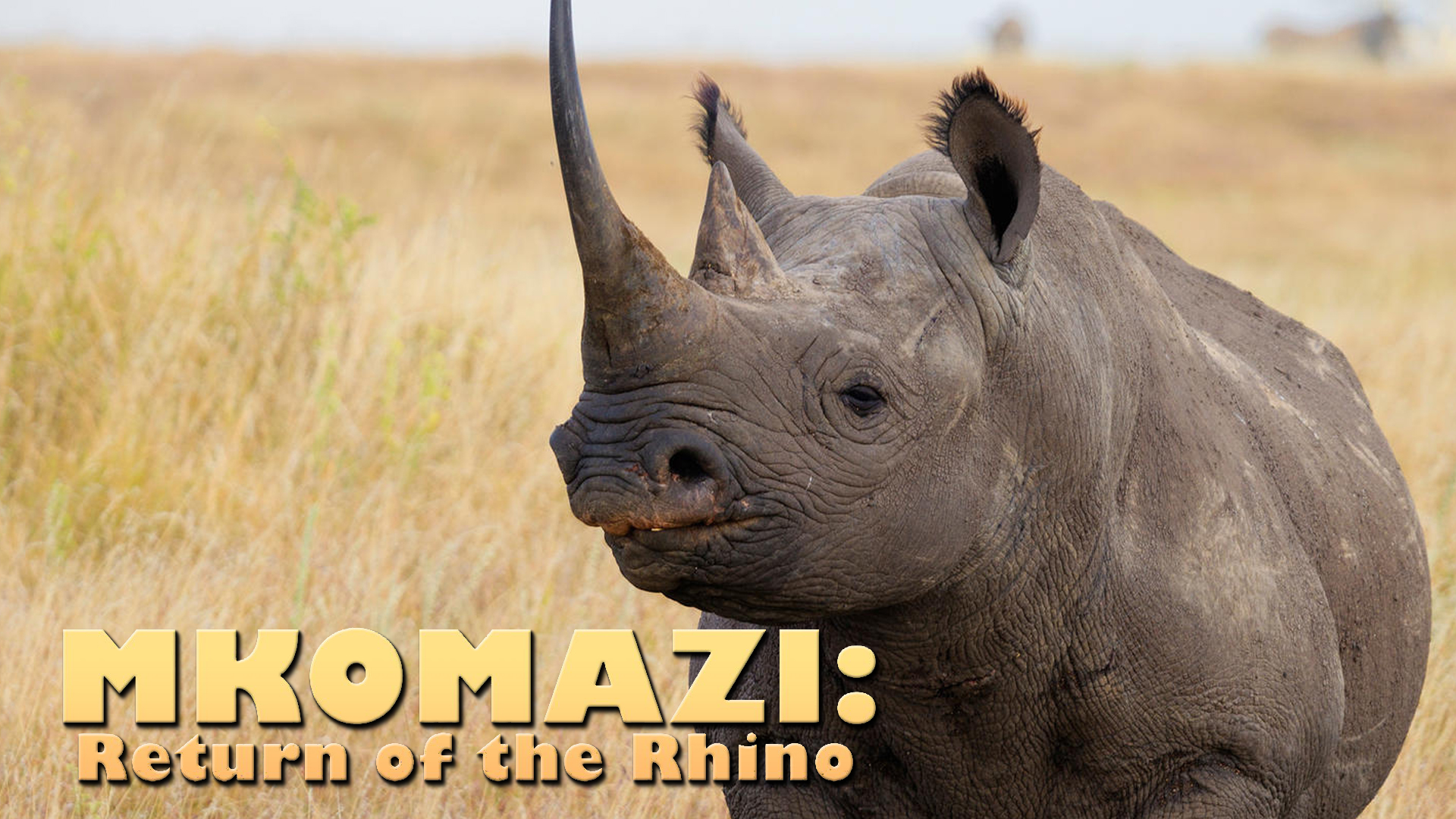 MKOMAZI: Return Of The Rhino