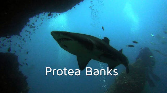 DA06 - Protea Banks