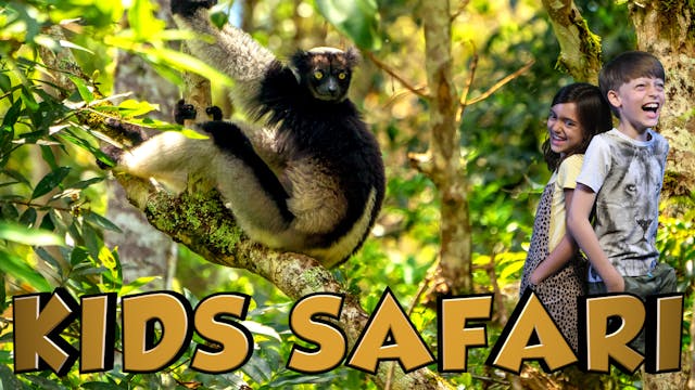 KIDS SAFARI MADAGASCAR - INDRI LEMURS