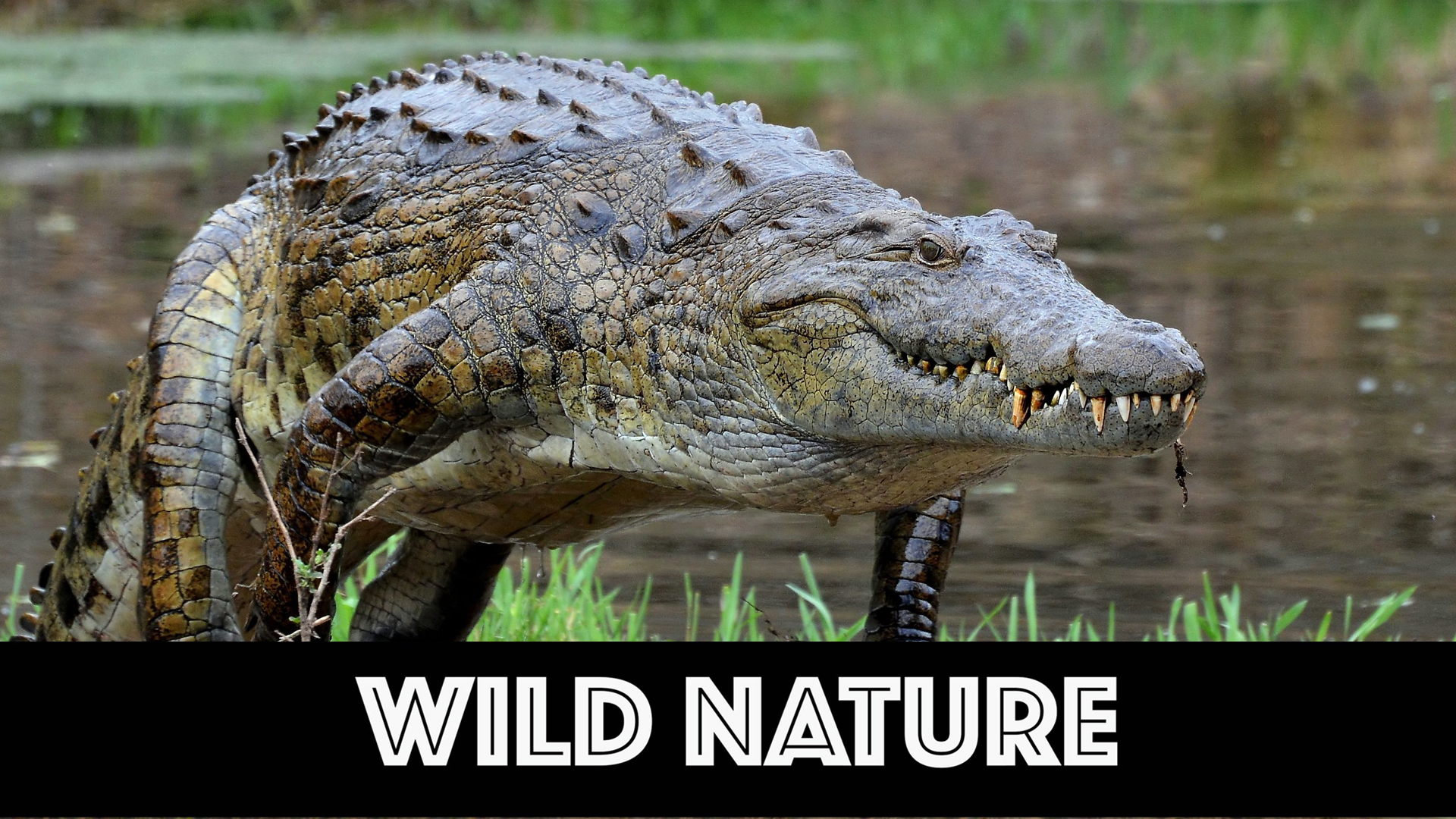 WN04 Nile Crocodiles Ultimate Survivors