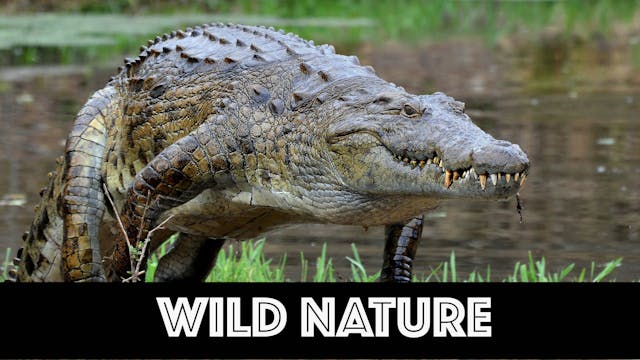 WN04 Nile Crocodiles Ultimate Survivors