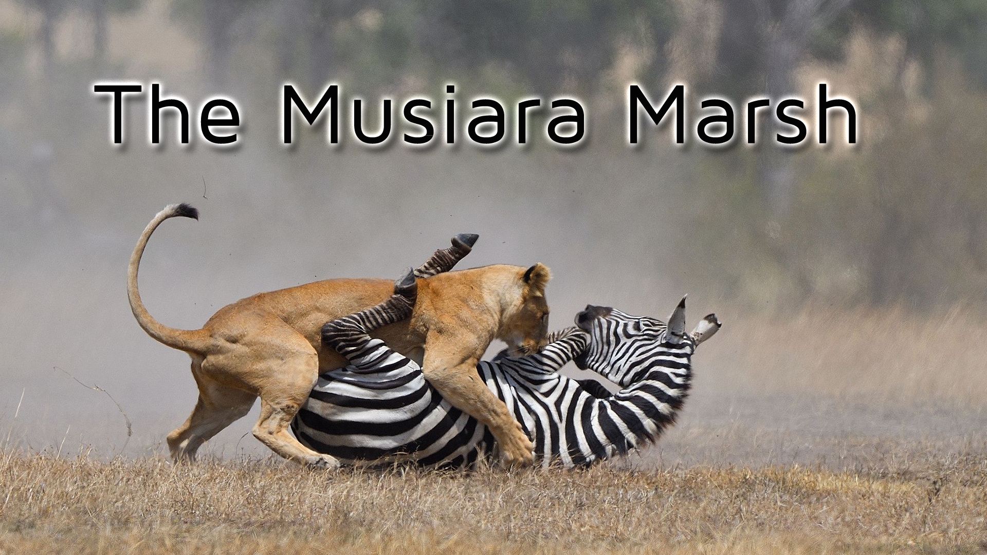 The Musiara Marsh