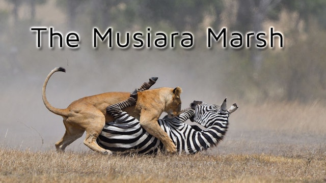 The Musiara Marsh