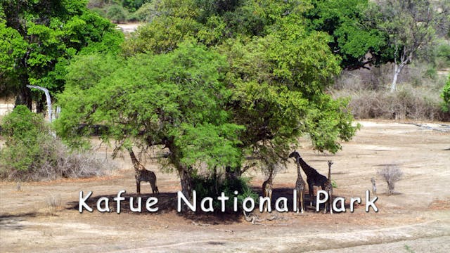 WZ01 - Kafue National Park