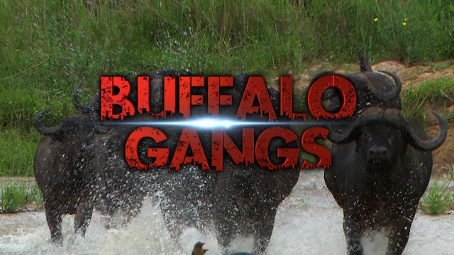Buffalo Gangs
