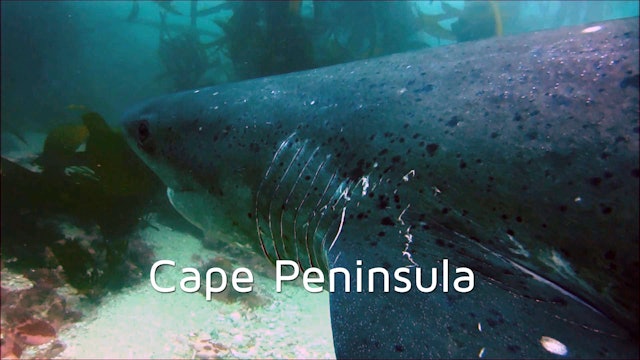 DA09 - Cape Peninsula