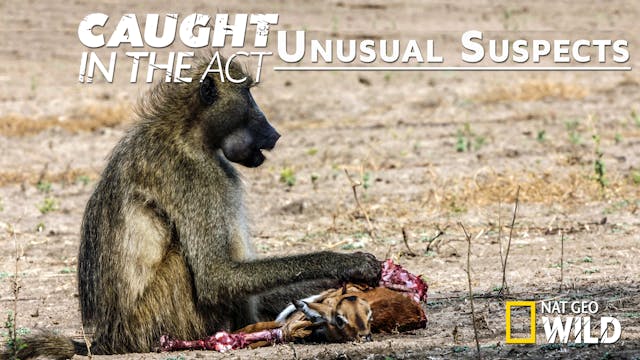 Caught in the Act: Unusual Suspects