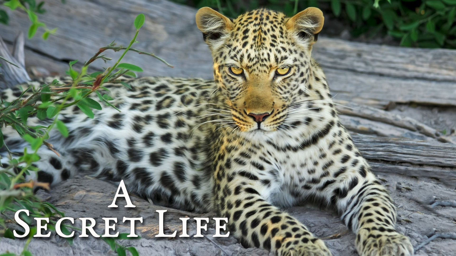 A Secret Life - Part 2