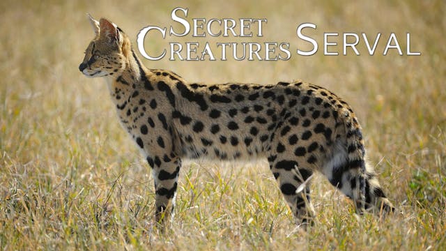 Secret Creatures : Serval