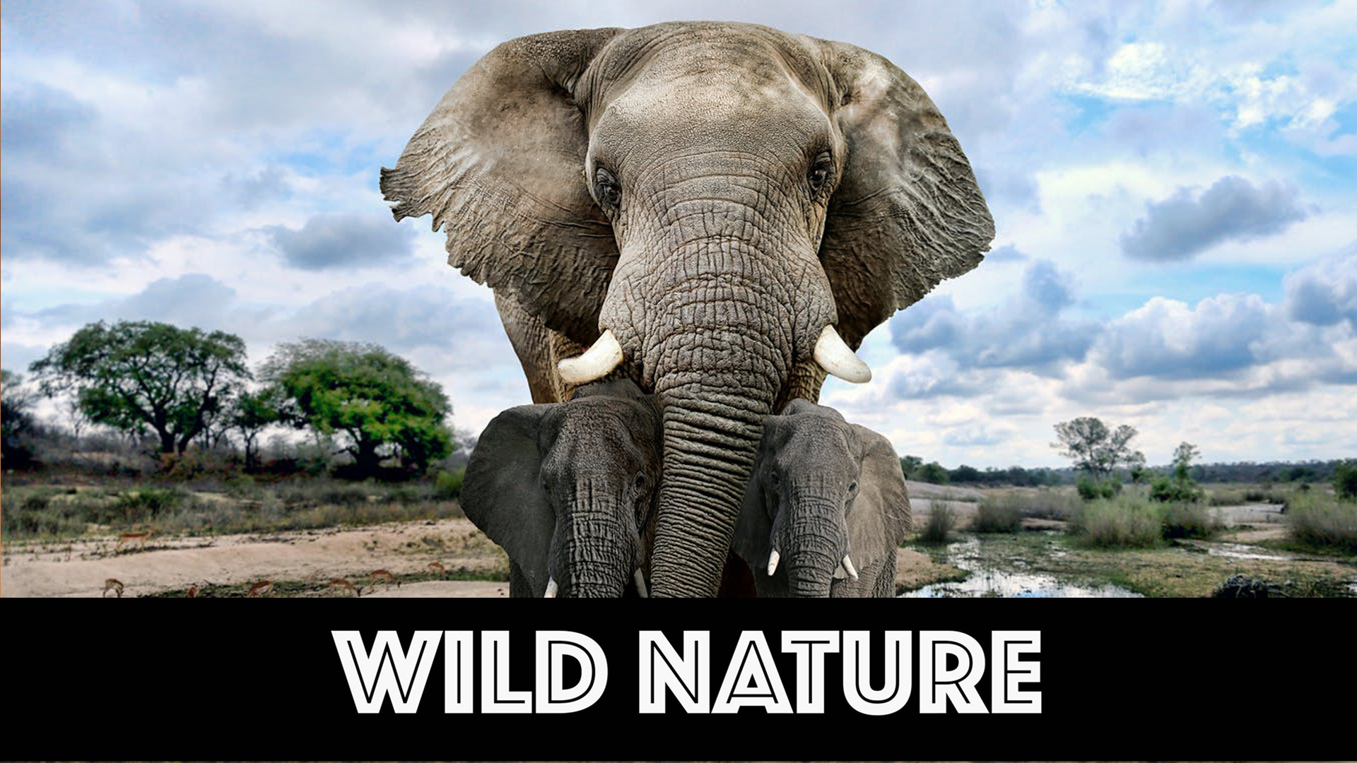 WN10 Elephant Communication