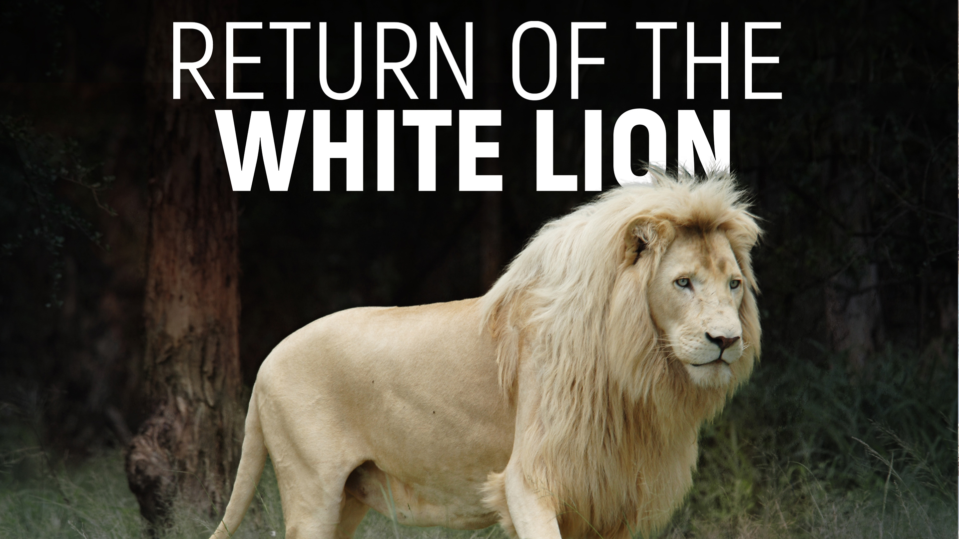 Return of the White Lion