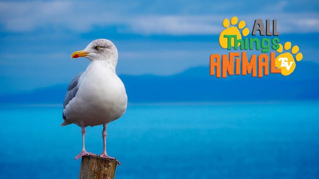 All Things Animal : Seagulls
