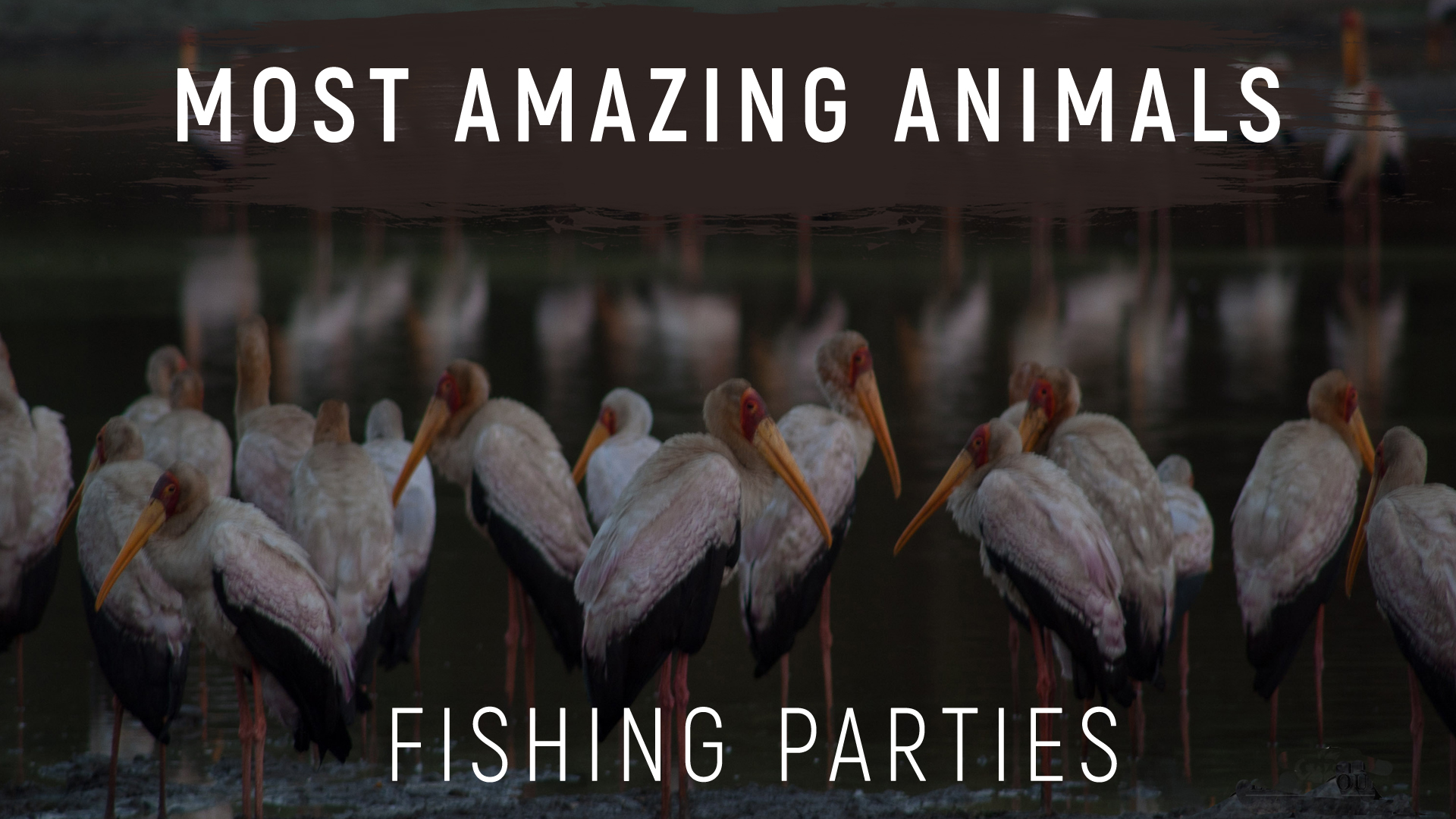 MAA07 - Luangwa Fishing Parties