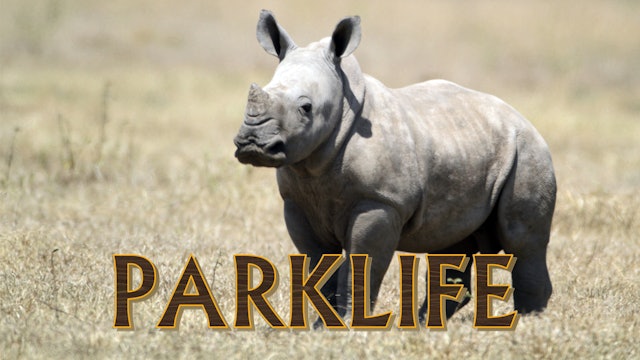 PL10 - Elephant Contraception & Kombela the Baby Rhino