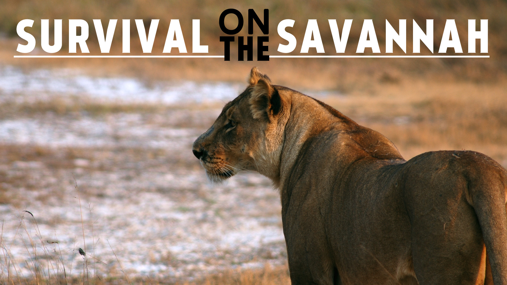 Survival on the Savannah