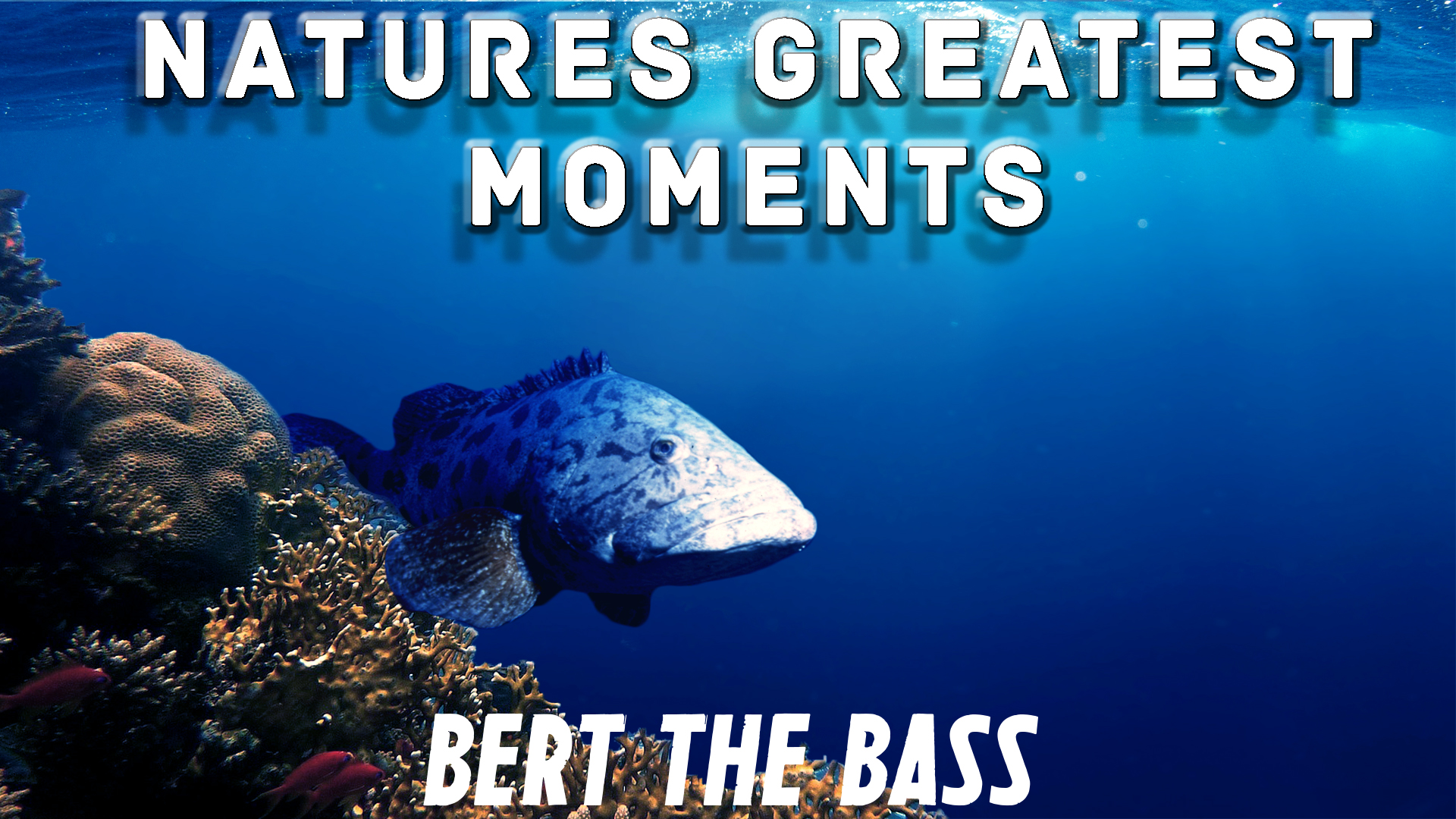 NGM104 - Bert the Bass